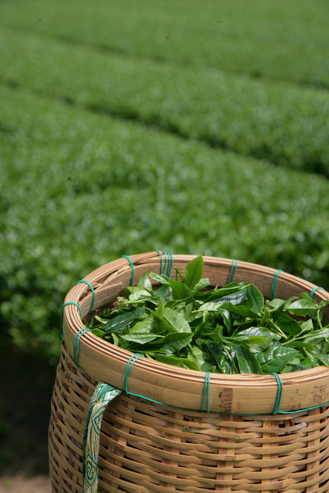 2011新茶(茶畑） .jpg